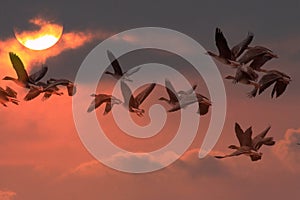 The setting sun, geese fly photo