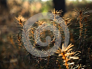 The setting sun illuminates the rosemary in the marsh