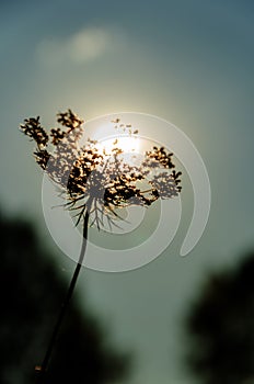 Flower against the setting sun. The setting sun lies on an umbrella of a plant. Pastel colors