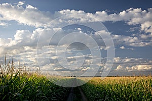 Setting sun over corn field and dirt road, Midwest, USA