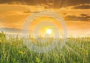 Setting sun over the field with high grass