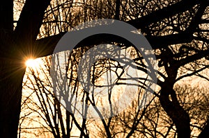 Setting sun peeking from behind bare tree