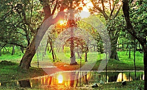 Setting sun is reflected in a waterhole in a jungle in Polonnaruwa.