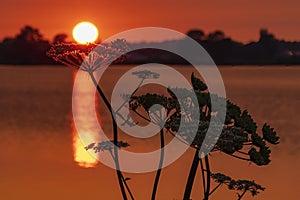 The setting sun seems to float on the flowers of the Common hogweed, Heracleum sphondylium, along lake Zoetermeerse Plas during a