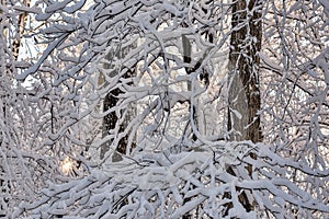 Setting Sun Through Snow-Covered Woods