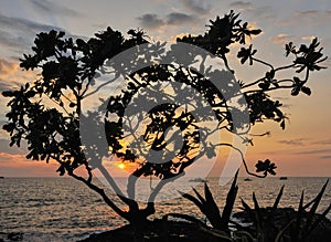 Nastavení slunce a tropický rostlina na na velký ostrov z 