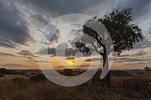 Setting yellow sun color the clouds and silhouette a cabbage tree