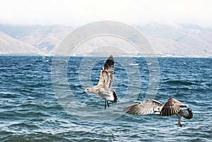 Sevan lake