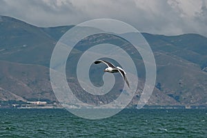 Sevan`s seagull fly