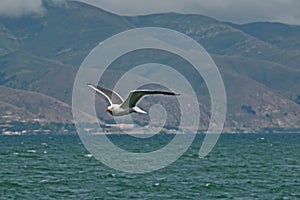 Sevan`s seagull fly