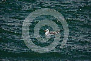 Sevan`s seagull