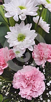 Sevanti white flower & Carnation pink flowers blooming