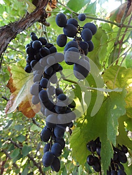 Sevastopol home, without preservatives, grapes