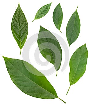 Seven avocado green leaves isolated over white