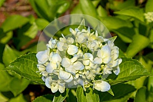 Seven-barks-Hydrangea macrophylla