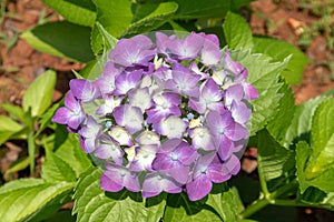 Seven-barks-Hydrangea macrophylla