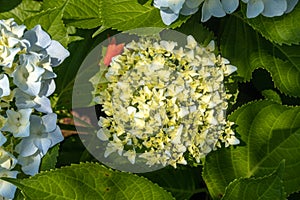 Seven-barks-Hydrangea macrophylla