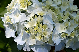 Seven-barks-Hydrangea macrophylla