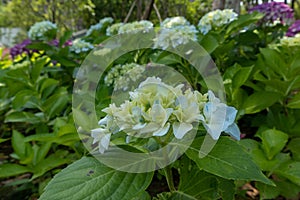 Seven-barks-Hydrangea macrophylla