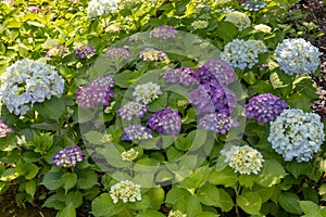 Seven-barks-Hydrangea macrophylla