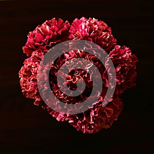 Bouquet of carnations