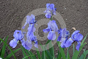 Seven blue flowers of Iris germanica