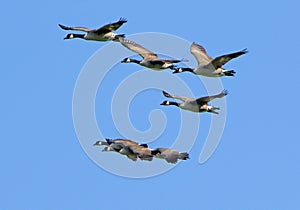 Seven Canada geese flying together against a blue sky