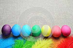 Seven chicken easter eggs coloring in rainbow colors are in a row with ostrich colorful feathers on a canvas background