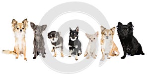 Seven Chihuahuas photo