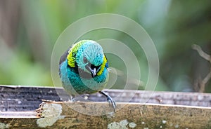 The Seven-colored Tanager, passerine bird of the Thraupidae family