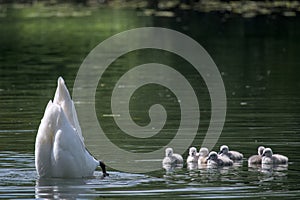 seven cute swan chicks near their mother, she is diving