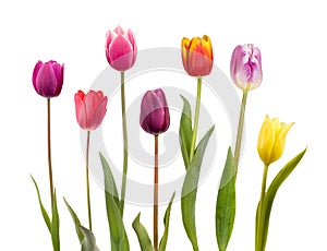 Seven different color  tulips