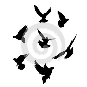 Seven dove silhouette