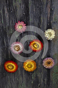 Seven Dried Flower on Decayed Wood
