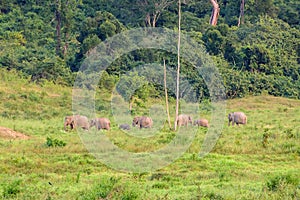 Seven elephant