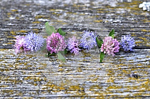 Seven flowers on the old wood desk