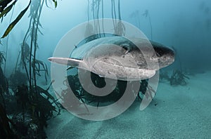 Seven Gill Shark