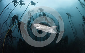Seven Gill Shark photo