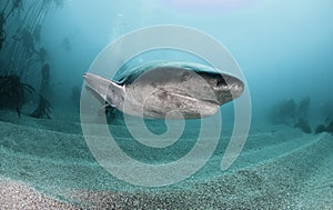 Seven Gill Shark photo