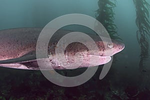 Seven Gill Shark
