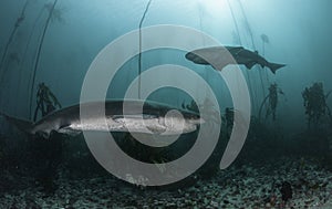 Seven Gill Sharks photo