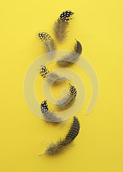 Seven Guinea fowl feathers on yellow.