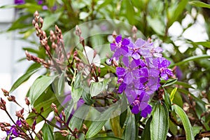 Seven hides Leathers purple flower - Andesanthus lepidotus