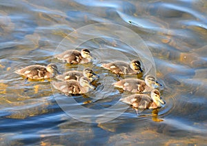 Seven little ducklings