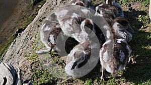 Seven little goslings snuggling up together