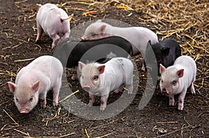Seven little piglets on the farm