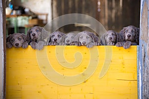 Seven long-haired Weimaraner puppies stand up side by side with their paws on two legs and look over a yellow wooden barrier. The