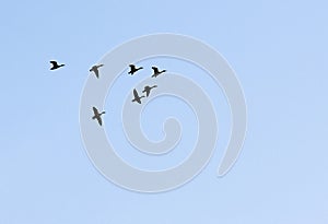 Seven mallards in flight