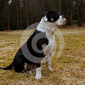 Seven month puppy of Old English Bulldog, in funny expression