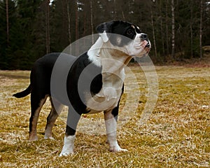 Seven month puppy of Old English Bulldog are posing